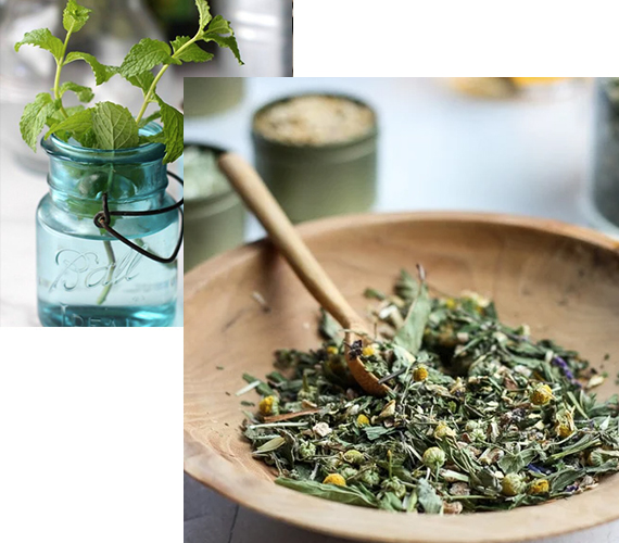 herbs-&-plant