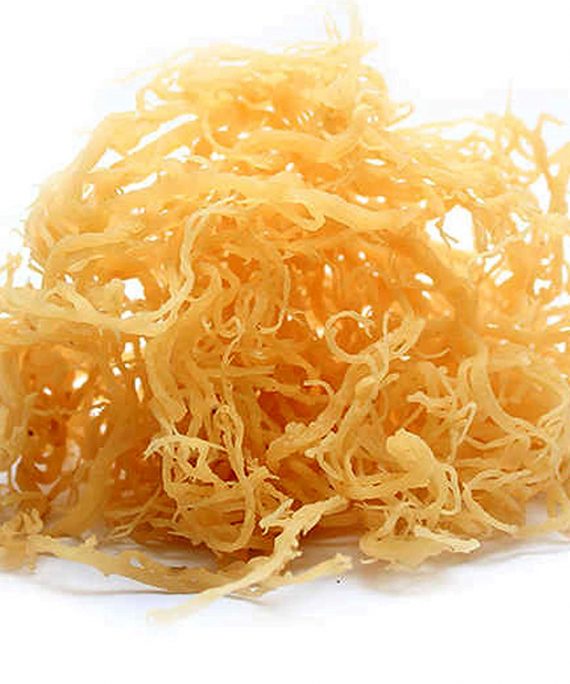 Gold Sea Moss Wholesale