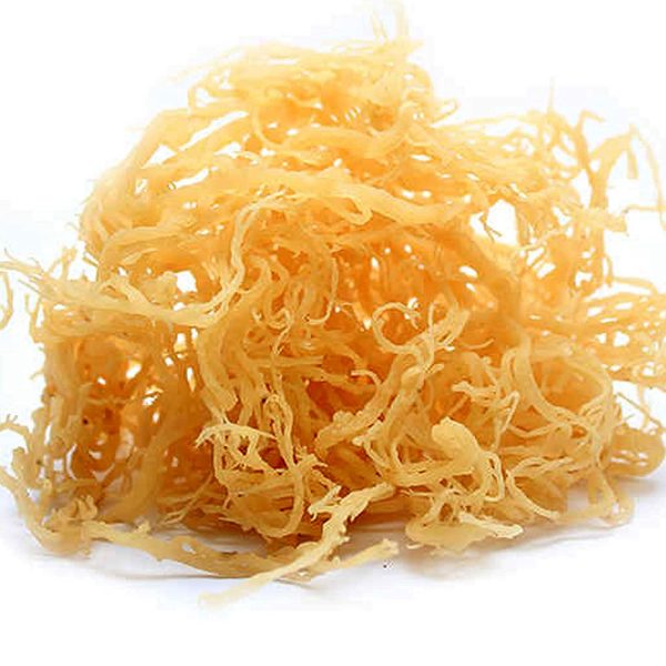 Gold Sea Moss Wholesale