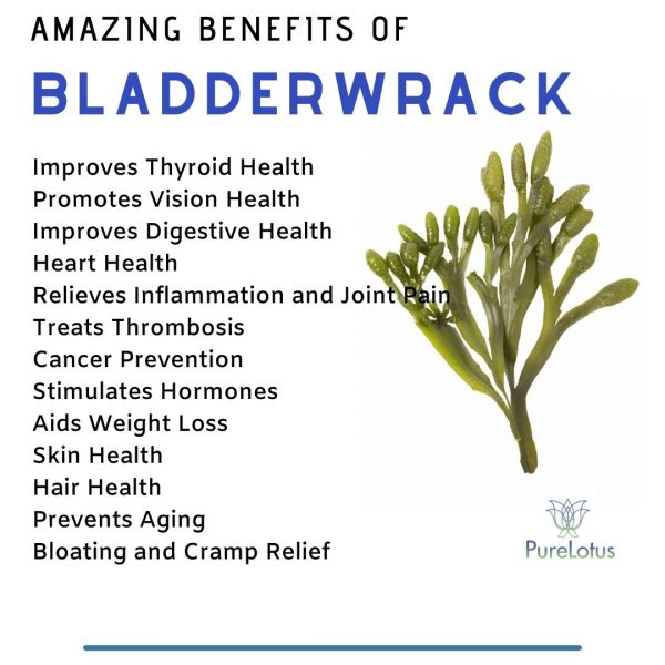 Sea Moss w/ Bladderwrack and Burdock Root Gel - Image 5
