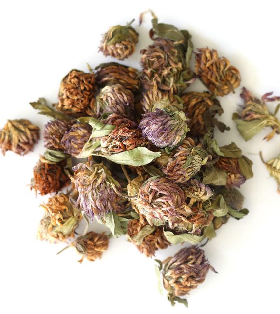 Red Clover